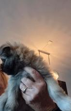 Leuke gezonde pup, Dieren en Toebehoren, Overige rassen, Eén hond, Nederland, Particulier