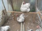 t.k. broedeieren Orpington groot Splash, Dieren en Toebehoren, Pluimvee, Geslacht onbekend, Kip