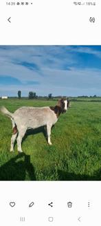 Te koop boergeit, Dieren en Toebehoren, Schapen, Geiten en Varkens, Vrouwelijk, Geit