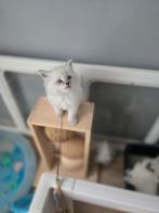 100% Siberische kittens Neva Masquerade, Meerdere dieren, Gechipt, 0 tot 2 jaar