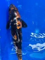 Showa koi, Karper of Koi