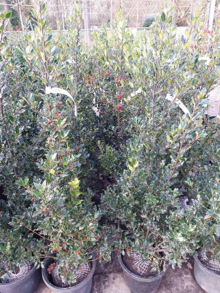 Ilex Meservae Hulst - 125-150cm, Tuin en Terras, Planten | Struiken en Hagen, Minder dan 100 cm, Ophalen