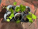 Oost Indische Kers stekjes moestuin kas eetbaar, Zomer, Ophalen of Verzenden, Groenteplanten, Eenjarig