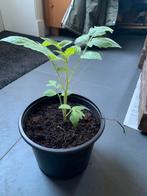 Biologisch gezaaide Roma tomatenplanten., Ophalen, Volle zon, Groenteplanten, Eenjarig