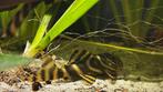 L398 pleco, Vis