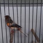 Kanarie, Mannelijk, Tropenvogel