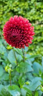 Prachtige Dahlia's, Tuin en Terras, Planten | Tuinplanten, Volle zon, Vaste plant, Zomer, Ophalen