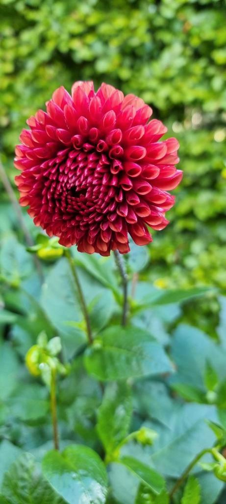 Prachtige Dahlia's, Tuin en Terras, Planten | Tuinplanten, Vaste plant, Overige soorten, Volle zon, Zomer, Ophalen