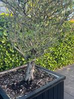 2 Olijfbomen incl grote bakken, Tuin en Terras, Planten | Bomen, Ophalen, Volle zon, Olijfboom, 100 tot 250 cm