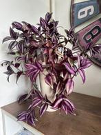 Tradescantia, Huis en Inrichting, Ophalen of Verzenden, Overige soorten, In pot, Minder dan 100 cm