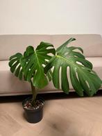 Monstera H:70cm | Leaf: 37cm, Overige soorten, Ophalen of Verzenden, In pot, Minder dan 100 cm