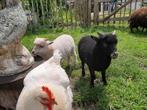 Stamboek ouessant rammetje, Dieren en Toebehoren, Mannelijk, Schaap
