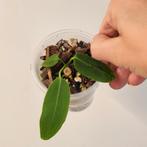 Anthurium warocqueanum x waterburyanum, Huis en Inrichting, Kamerplanten, Ophalen of Verzenden, Overige soorten, Minder dan 100 cm