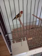 Mooie witkop major majoor putter pop, Dieren en Toebehoren, Vogels | Overige Vogels, Vrouwelijk, Wildzangvogel, Geringd