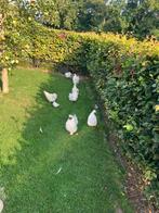 Zijdehoenders, Dieren en Toebehoren, Pluimvee, Meerdere dieren, Kip