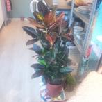 Plant Croton, Huis en Inrichting, Kamerplanten, Ophalen, Overige soorten, In pot, Minder dan 100 cm