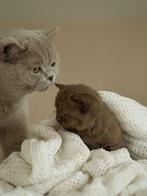 Chocolade bruine britse korthaar kittens, Dieren en Toebehoren, Kater, Ontwormd, 0 tot 2 jaar