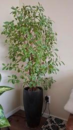 Grote kamerplant met pot. 160 cm hoog., Huis en Inrichting, Kamerplanten, Ophalen, In pot, Halfschaduw, 150 tot 200 cm