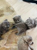 Brits kittens tekoop, Dieren en Toebehoren, Katten en Kittens | Overige Katten, Geslacht onbekend, Kortharig, 0 tot 2 jaar