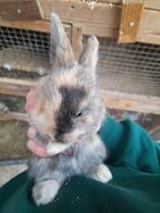 Dwerg konijnen, Dieren en Toebehoren, Konijnen, Meerdere dieren, Dwerg, 0 tot 2 jaar