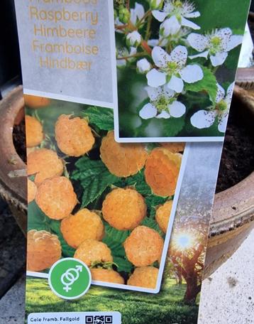 Gele frambozen planten ‘Fallgold’, 4 planten beschikbaar voor biedingen
