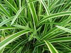 Carex morrowi en Ice dance, Ophalen, Vaste plant, Siergrassen, Bloeit niet
