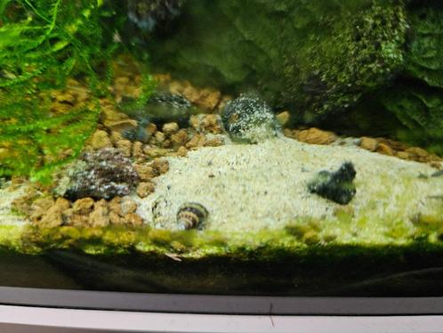 Slaketende slakken / Assassijnslakken (Anentome helena), Dieren en Toebehoren, Vissen | Aquariumvissen, Zoetwatervis, Slak of Weekdier
