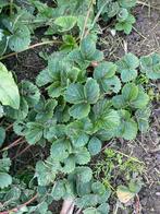 Aardbeien plantjes, Tuin en Terras, Planten | Tuinplanten, Ophalen of Verzenden, Groenteplanten, Volle zon