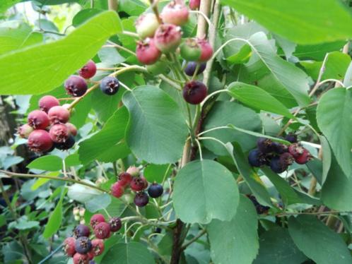 Grootvruchtige krent (Amelanchier alnifolia 'Mandam'), Tuin en Terras, Planten | Struiken en Hagen, Overige soorten, Ophalen