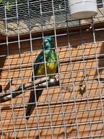 Roodrug man, Dieren en Toebehoren, Vogels | Parkieten en Papegaaien, Mannelijk, Parkiet