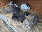 6konijnen tekoop rex 10 euro stuk, Dieren en Toebehoren, Konijnen, Meerdere dieren, Groot