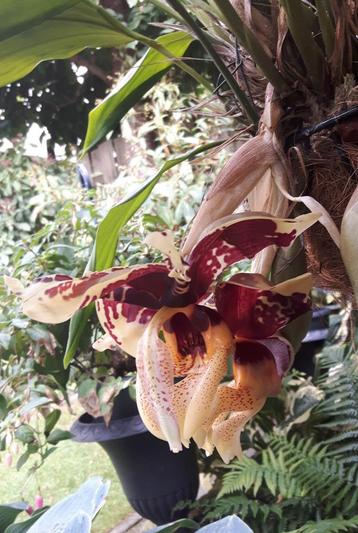 Orchidee Stanhopea tigrina XXXL beschikbaar voor biedingen