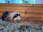Cavia vrouwtje lang haar, Dieren en Toebehoren, Januari, Vrouwelijk, Cavia