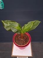Bananenplant in pot, Ophalen, Overige soorten, In pot, Minder dan 100 cm
