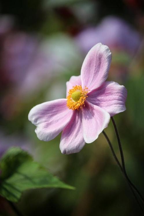 Bio zaden Herstanemoon - Anemone hupehensis, Tuin en Terras, Bloembollen en Zaden, Zaad, Voorjaar, Halfschaduw, Verzenden