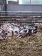 Luxe lange Pietrain biggen, Dieren en Toebehoren, Meerdere dieren, Varken, 0 tot 2 jaar