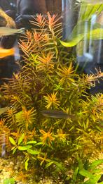 Mooie aquarium planten, Vis