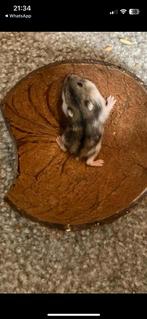 Lieve dwerg hamster, Dieren en Toebehoren, Knaagdieren, November, Mannelijk, Hamster