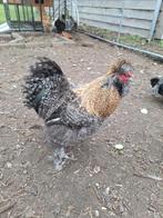 Mooie zijdehoen Haan grijs, Dieren en Toebehoren, Pluimvee, Mannelijk, Kip