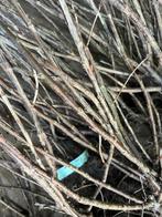 Ribes (rode & witte aalbes), Ophalen, Minder dan 100 cm, Overige soorten, Zomer