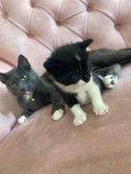 1 Zwarte Kitten, Kater, Langharig, 0 tot 2 jaar