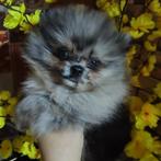 Pomeriaan teefje en reutje, Dieren en Toebehoren, Honden | Poolhonden, Keeshonden en Oertypen, Particulier, Keeshond, 15 weken tot 1 jaar