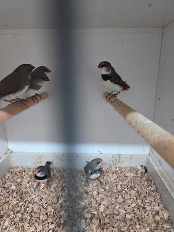 Mooie diamant vinken beschikbaar voor biedingen
