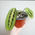 Gebedsplant Maranta Leuconeura Fascinator Tricolor in potje, Huis en Inrichting, Kamerplanten, Overige soorten, Minder dan 100 cm