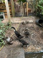 Loopeenden, Dieren en Toebehoren, Pluimvee, Meerdere dieren, Eend