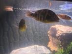 Mooie cichlide 3 stuks, Vis