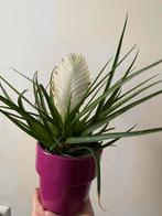 Mooie plant incl bloempot roze, Ophalen of Verzenden, Halfschaduw, Minder dan 100 cm