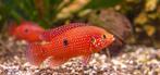 Hemichromis liffalili, Dieren en Toebehoren, Vissen | Aquariumvissen, Vis, Zoetwatervis