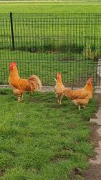 Broedeieren leghorn buff, Dieren en Toebehoren, Pluimvee