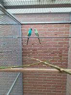 Gevraagt hooded parkiet pop, Dieren en Toebehoren, Vogels | Parkieten en Papegaaien, Vrouwelijk, Parkiet